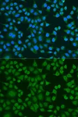 Anti-ELAVL2 antibody used in Immunocytochemistry/ Immunofluorescence (ICC/IF). GTX32583