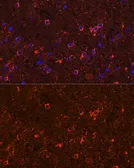 Anti-GAD65 antibody used in IHC (Paraffin sections) (IHC-P). GTX32615