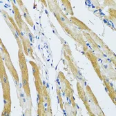 Anti-GDAP1 antibody used in IHC (Paraffin sections) (IHC-P). GTX32623