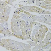 Anti-GPD1 antibody used in IHC (Paraffin sections) (IHC-P). GTX32630
