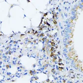 Anti-Grp78 antibody used in IHC (Paraffin sections) (IHC-P). GTX32636