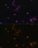 Anti-NDUFA2 antibody used in Immunocytochemistry/ Immunofluorescence (ICC/IF). GTX32741