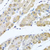 Anti-Zeta Opioid Receptor antibody used in IHC (Paraffin sections) (IHC-P). GTX32765