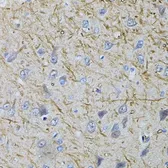 Anti-VGAT antibody used in IHC (Paraffin sections) (IHC-P). GTX32964