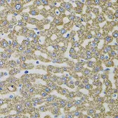 Anti-EPO antibody used in IHC (Paraffin sections) (IHC-P). GTX33183
