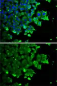 Anti-FDPS antibody used in Immunocytochemistry/ Immunofluorescence (ICC/IF). GTX33196