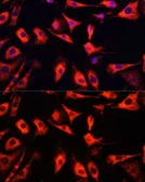 Anti-FXR1 antibody used in Immunocytochemistry/ Immunofluorescence (ICC/IF). GTX33206