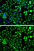 Anti-KLF9 antibody used in Immunocytochemistry/ Immunofluorescence (ICC/IF). GTX33288