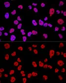 Anti-METTL3 antibody used in Immunocytochemistry/ Immunofluorescence (ICC/IF). GTX33315