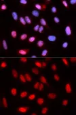 Anti-RFC4 antibody used in Immunocytochemistry/ Immunofluorescence (ICC/IF). GTX33465