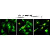 Anti-Histone H2A.XS139ph (phospho Ser139) antibody [RM224] used in Immunocytochemistry/ Immunofluorescence (ICC/IF). GTX33597