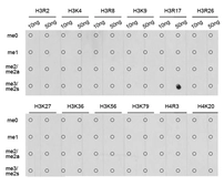 Anti-Histone H3R17me2 (Symmetric Di-methyl Arg17) antibody used in Dot blot (Dot). GTX33907