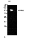 Anti-GPR56 antibody used in Western Blot (WB). GTX33976