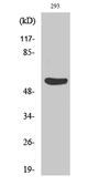 Anti-Gasdermin C antibody used in Western Blot (WB). GTX33979