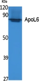 Anti-Apolipoprotein L6 antibody used in Western Blot (WB). GTX34014
