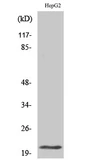 Anti-MRPL41 antibody used in Western Blot (WB). GTX34088