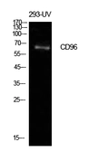 Anti-CD96 antibody used in Western Blot (WB). GTX34223