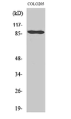 Anti-Cadherin 9 antibody used in Western Blot (WB). GTX34242