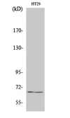 Anti-TAF5L antibody used in Western Blot (WB). GTX34248