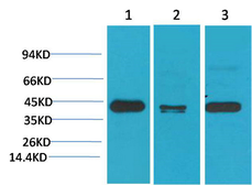 Anti-TBP antibody [4H2] used in Western Blot (WB). GTX34253