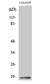 Anti-TCEAL1 antibody used in Western Blot (WB). GTX34258