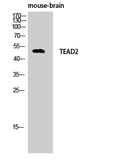 Anti-TEF4 antibody used in Western Blot (WB). GTX34260