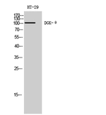 Anti-DGKQ antibody used in Western Blot (WB). GTX34352