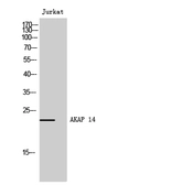 Anti-AKAP14 antibody used in Western Blot (WB). GTX34363