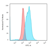 Anti-Calponin 1 antibody [rCNN1/832] used in Flow cytometry (FCM). GTX34449