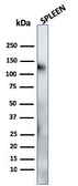 Anti-CD68 antibody [LAMP4/824] used in Western Blot (WB). GTX34545