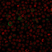Anti-CD86 antibody [SPM600] used in Immunocytochemistry/ Immunofluorescence (ICC/IF). GTX34570