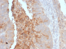 Anti-ECM1 antibody [ECM1/792] used in IHC (Paraffin sections) (IHC-P). GTX34684