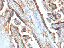 Anti-Galectin 13 antibody [PP13/1161] used in IHC (Paraffin sections) (IHC-P). GTX34747
