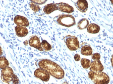 Anti-Mucin 6 antibody [MUC6/916] used in IHC (Paraffin sections) (IHC-P). GTX34876