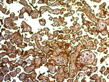 Anti-Placental Alkaline Phosphatase antibody [SPM593] used in IHC (Paraffin sections) (IHC-P). GTX34973