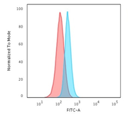 Anti-SPTBN2 antibody [SPTBN2/1584] used in Flow cytometry (FCM). GTX35091