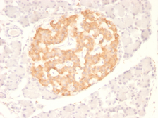 Anti-TNF alpha antibody [TNF706] used in IHC (Paraffin sections) (IHC-P). GTX35134