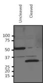 Anti-HRV3c Recognition Site antibody used in Western Blot (WB). GTX35253