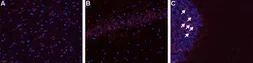 Anti-Bradykinin B1 receptor antibody used in IHC (Frozen sections) (IHC-Fr). GTX35257
