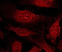 Anti-GSK3 beta antibody used in Immunocytochemistry/ Immunofluorescence (ICC/IF). GTX37303