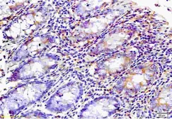 Anti-WNK3 antibody used in IHC (Paraffin sections) (IHC-P). GTX37318