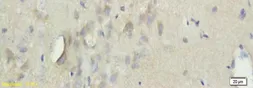 Anti-TGM3 antibody used in IHC (Paraffin sections) (IHC-P). GTX37332