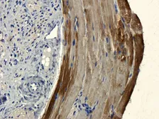 Anti-CD303 antibody used in IHC (Paraffin sections) (IHC-P). GTX37364