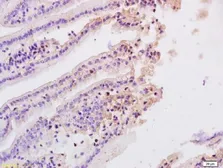 Anti-MASP2 antibody used in IHC (Paraffin sections) (IHC-P). GTX37380