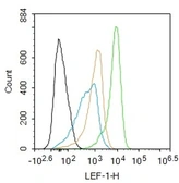 Anti-LEF1 antibody used in Flow cytometry (FCM). GTX37387