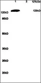 Anti-mGluR1 antibody used in Western Blot (WB). GTX37416