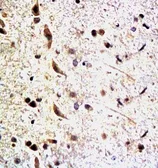 Anti-Neurofascin 155 antibody used in IHC (Paraffin sections) (IHC-P). GTX37602