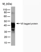 Anti-V5 tag antibody [SV5-Pk5] used in Western Blot (WB). GTX38819