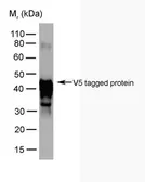 Anti-V5 tag antibody [SV5-Pk5] used in Western Blot (WB). GTX38820