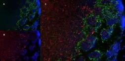 Anti-Marco antibody [ED31] used in IHC (Frozen sections) (IHC-Fr). GTX39744